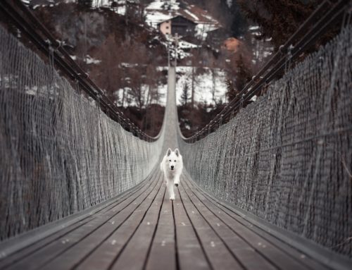 Quelles perspectives après la A6 ?