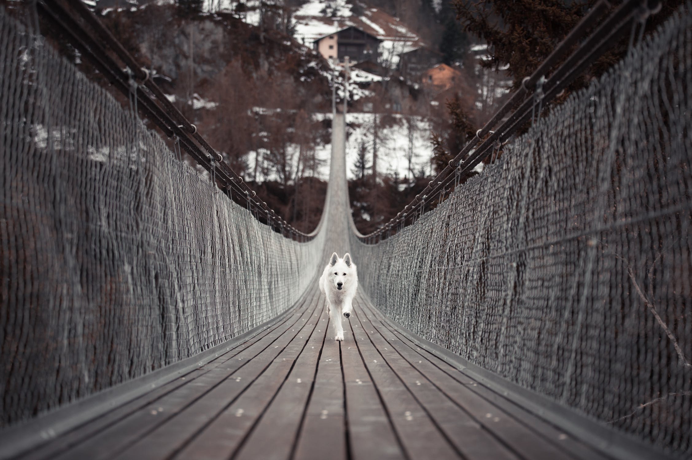 blanc suisse running pont